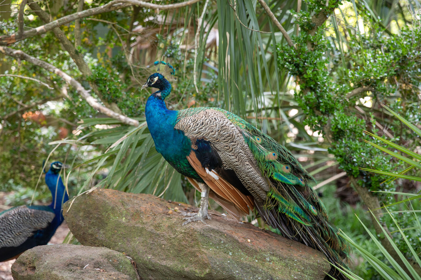 Peafowl